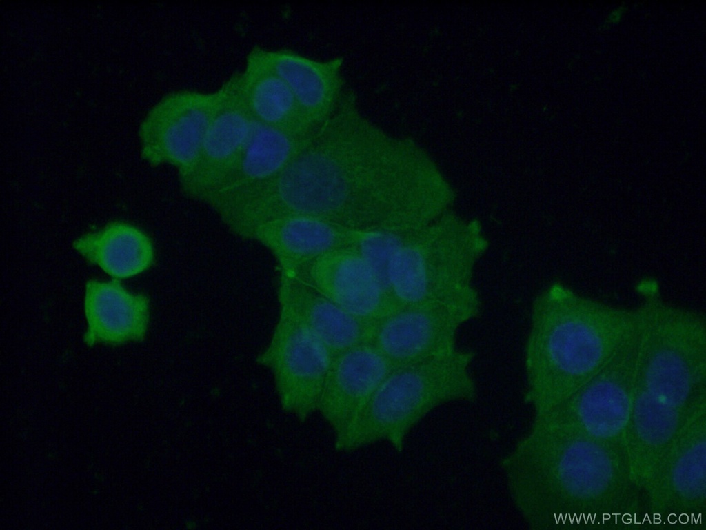 VPS37A Monoclonal antibody