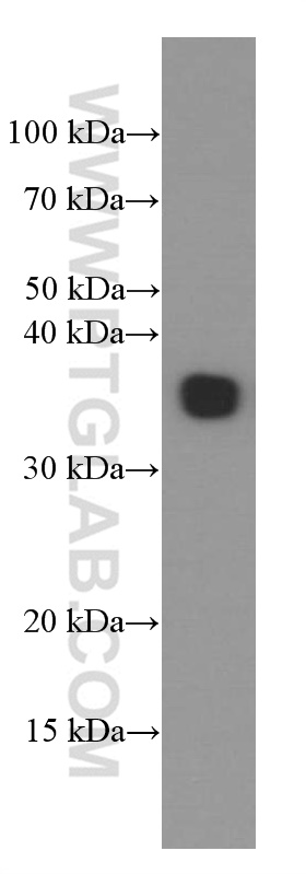 EBI3 Monoclonal antibody
