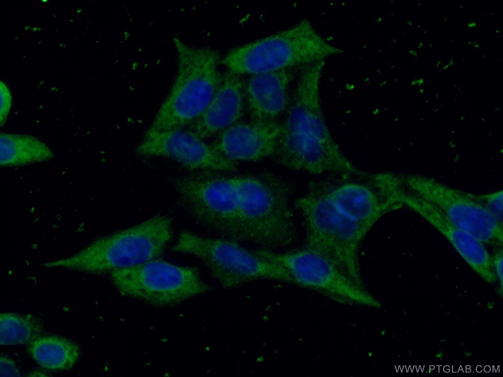 GSDMD Monoclonal antibody