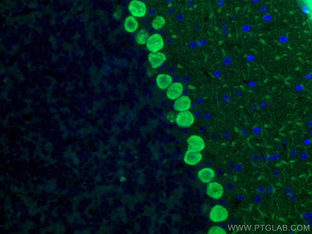 Calbindin-D28k Monoclonal antibody