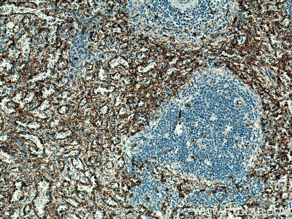 CD36 Monoclonal antibody