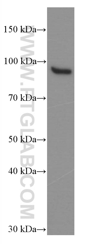 STAT5B Monoclonal antibody