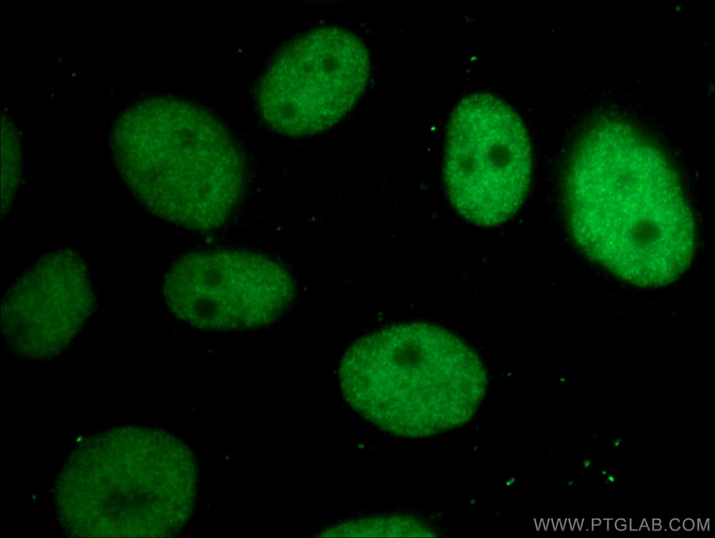 CBX3 Monoclonal antibody