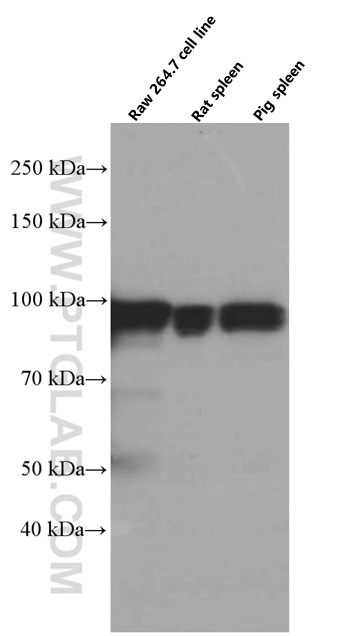 STAT5A Monoclonal antibody