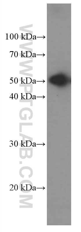 Heavy chain of Rabbit IgG Monoclonal antibody