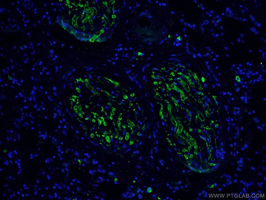 Caspase 3/p17/p19 Monoclonal antibody