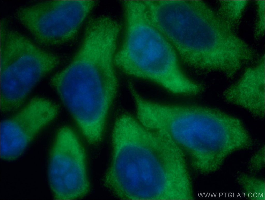 EIF2A/CDA02 Monoclonal antibody