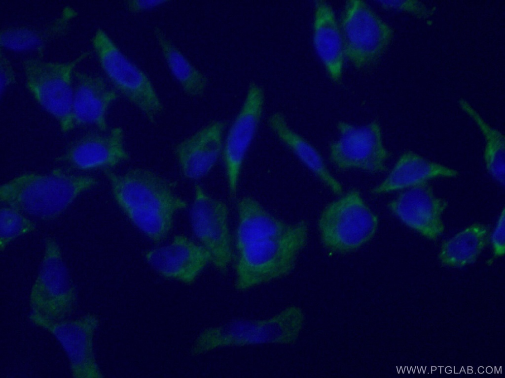 G3BP1 Monoclonal antibody
