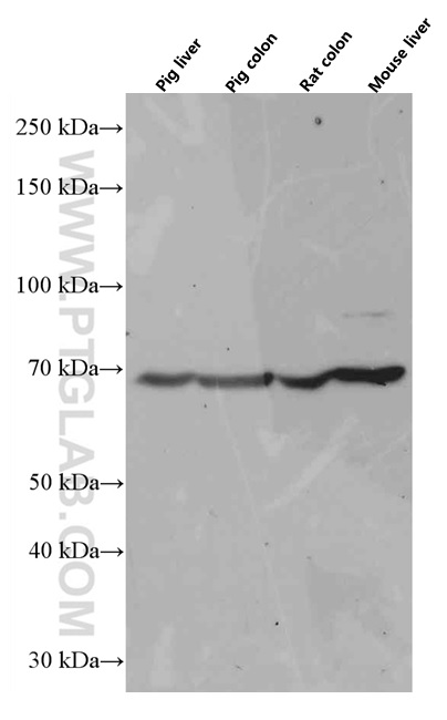 SIAE Monoclonal antibody
