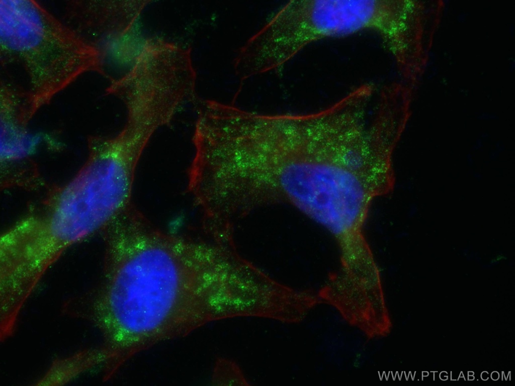 TIP47 Monoclonal antibody