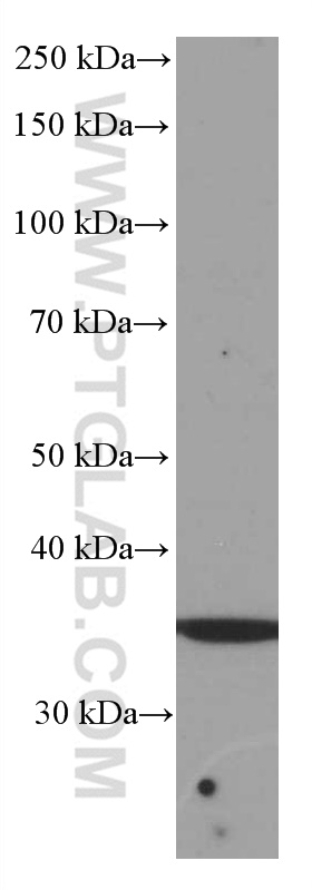 SIRT4 Monoclonal antibody