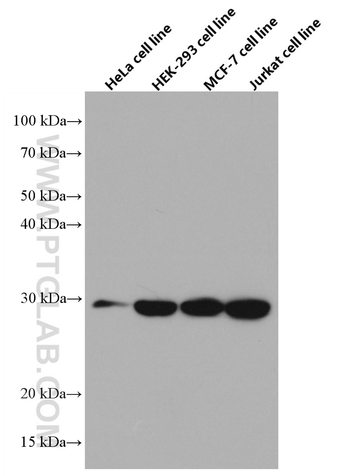 CHCHD6 Monoclonal antibody