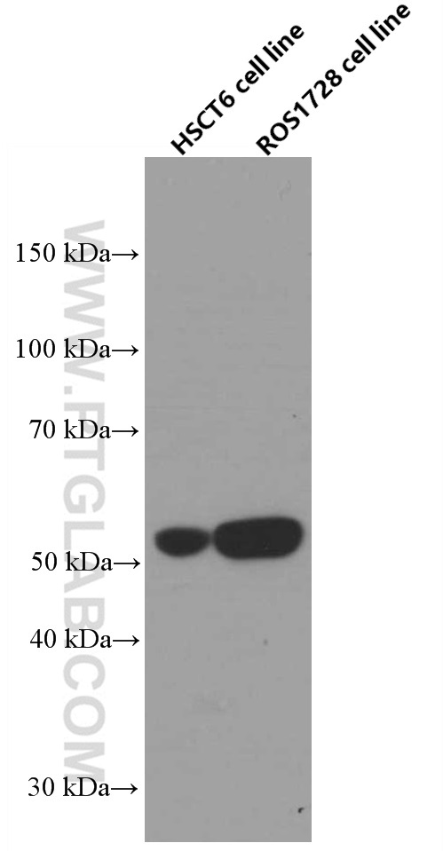 SAMD3 Monoclonal antibody