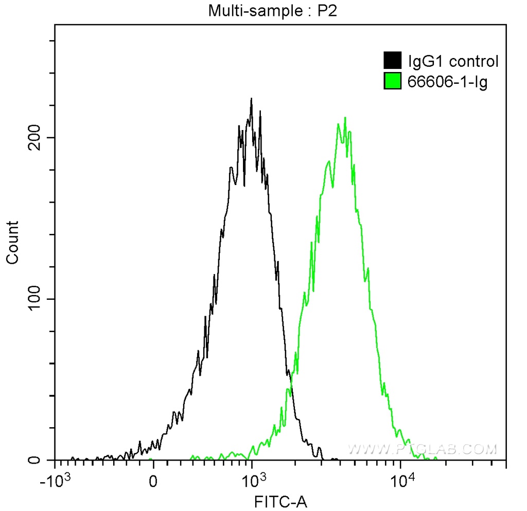 FYN Monoclonal antibody