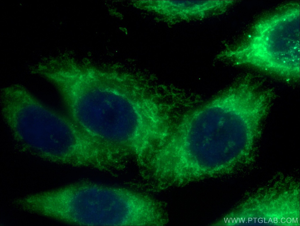 FIS1 Monoclonal antibody