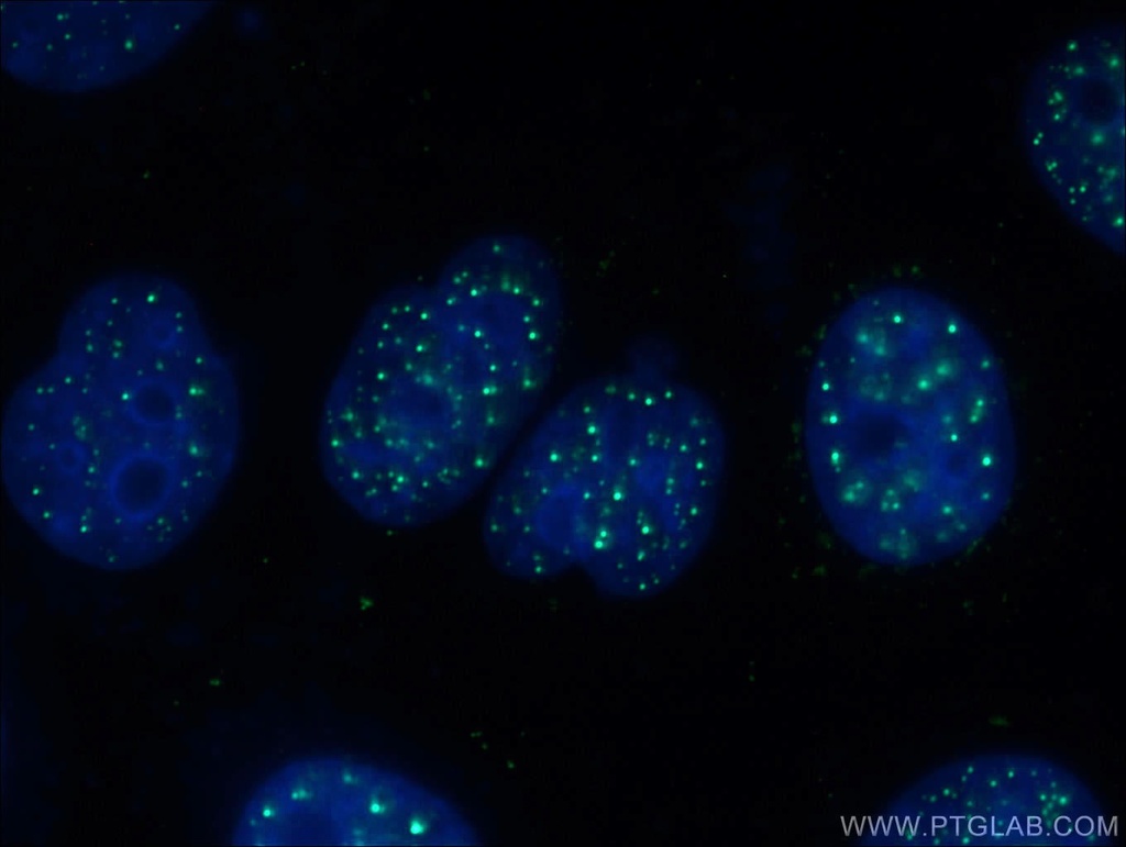 XRCC2 Monoclonal antibody