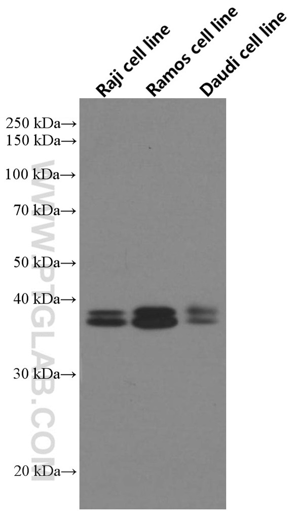 POU2AF1 Monoclonal antibody