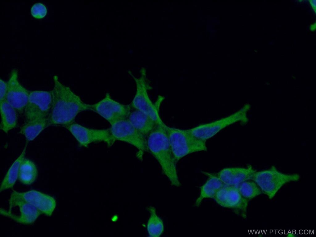 NRBP2 Monoclonal antibody