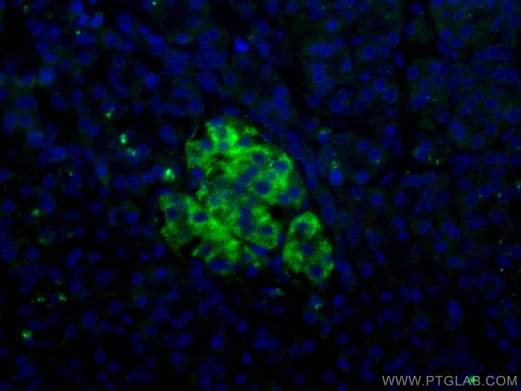 RHEB Monoclonal antibody