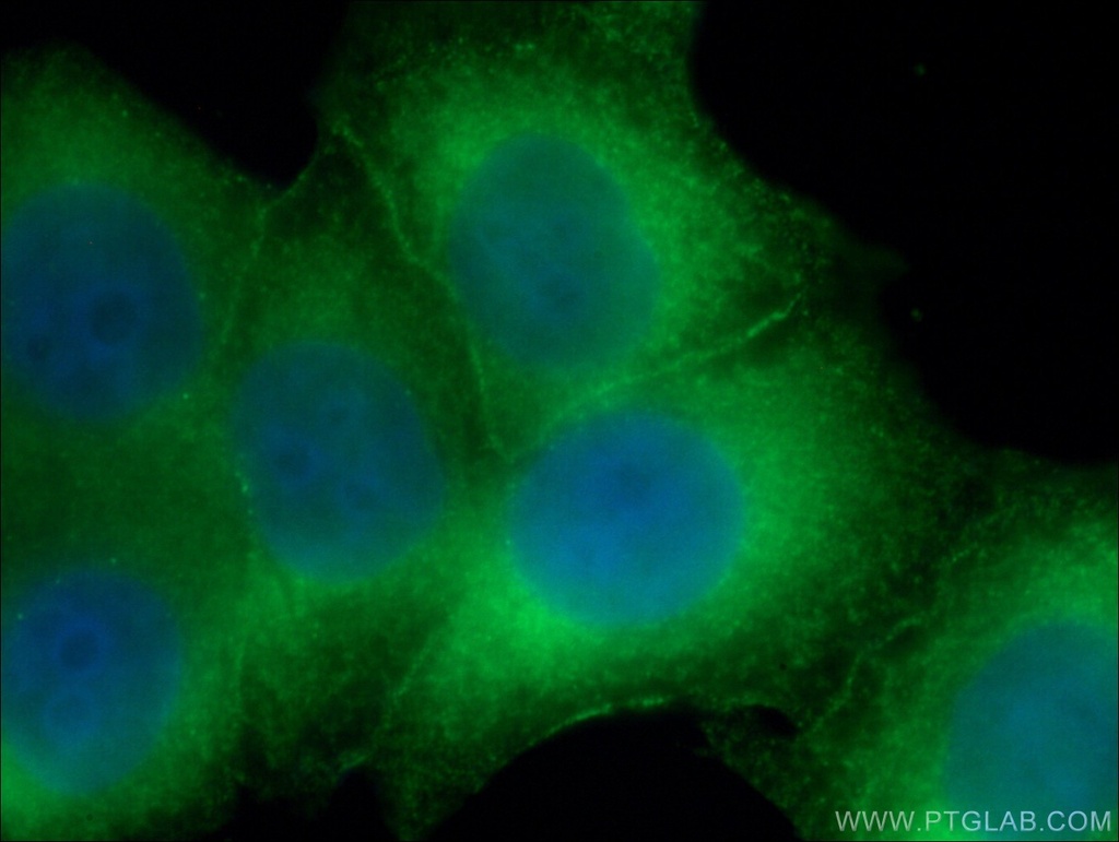 HSPH1 Monoclonal antibody