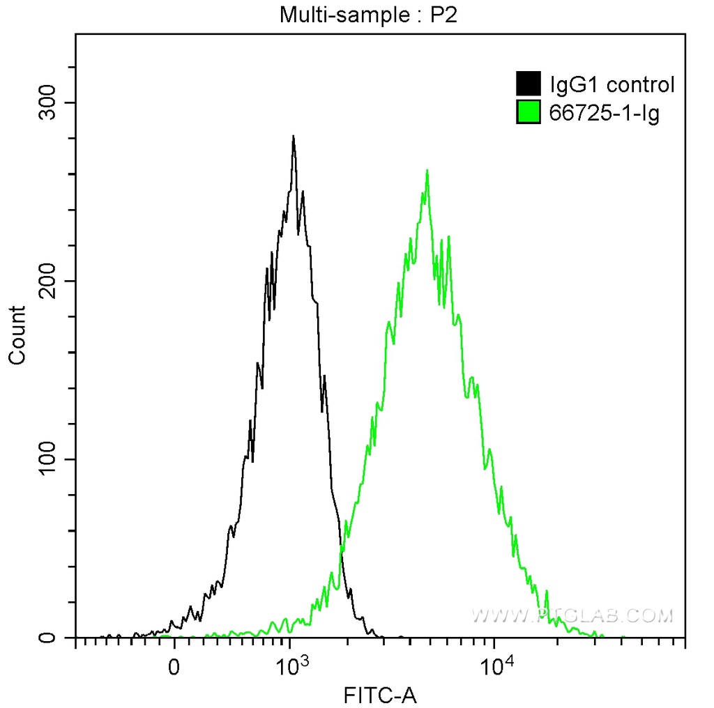 TYMS Monoclonal antibody