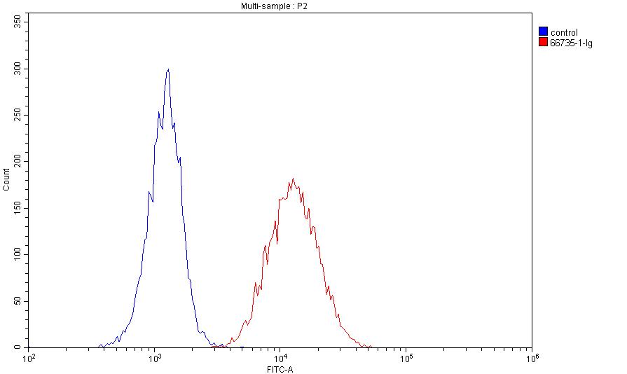 Dystroglycan Monoclonal antibody