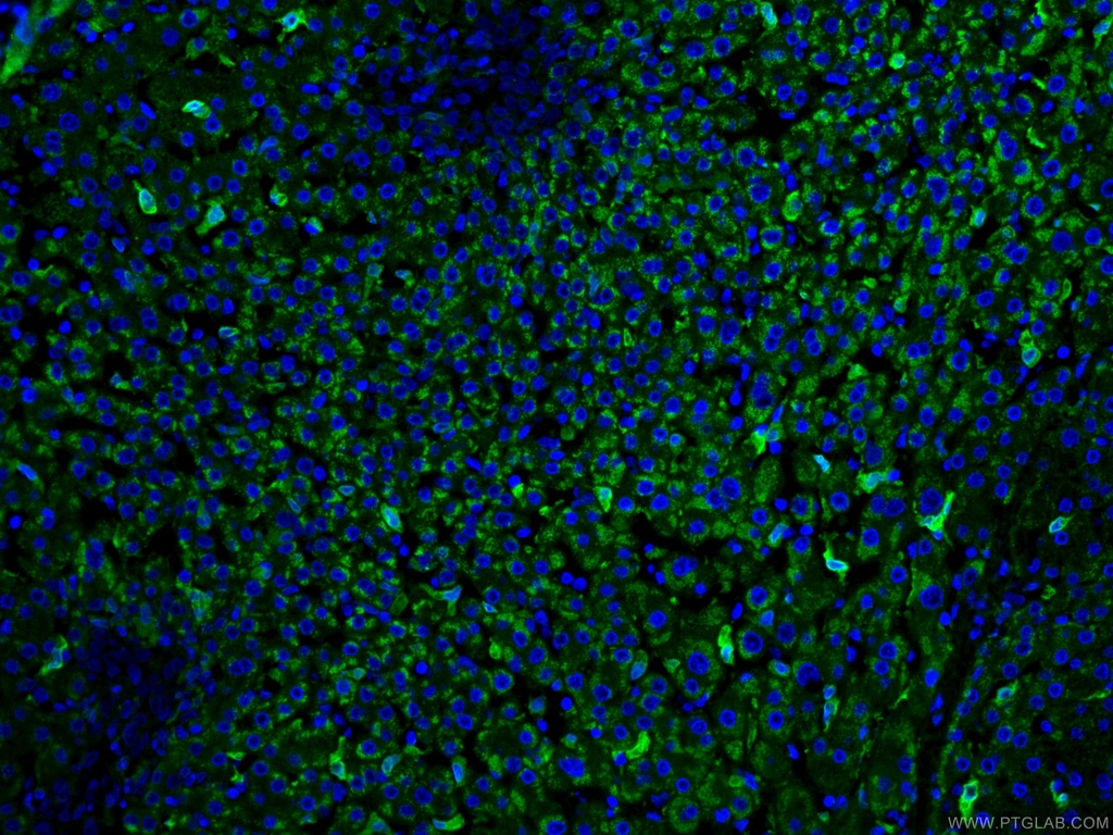 HO-1/HMOX1 Monoclonal antibody