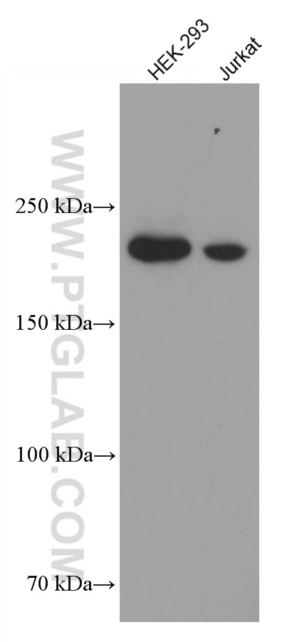 KIDINS220 Monoclonal antibody