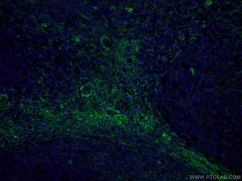 CD90 Monoclonal antibody