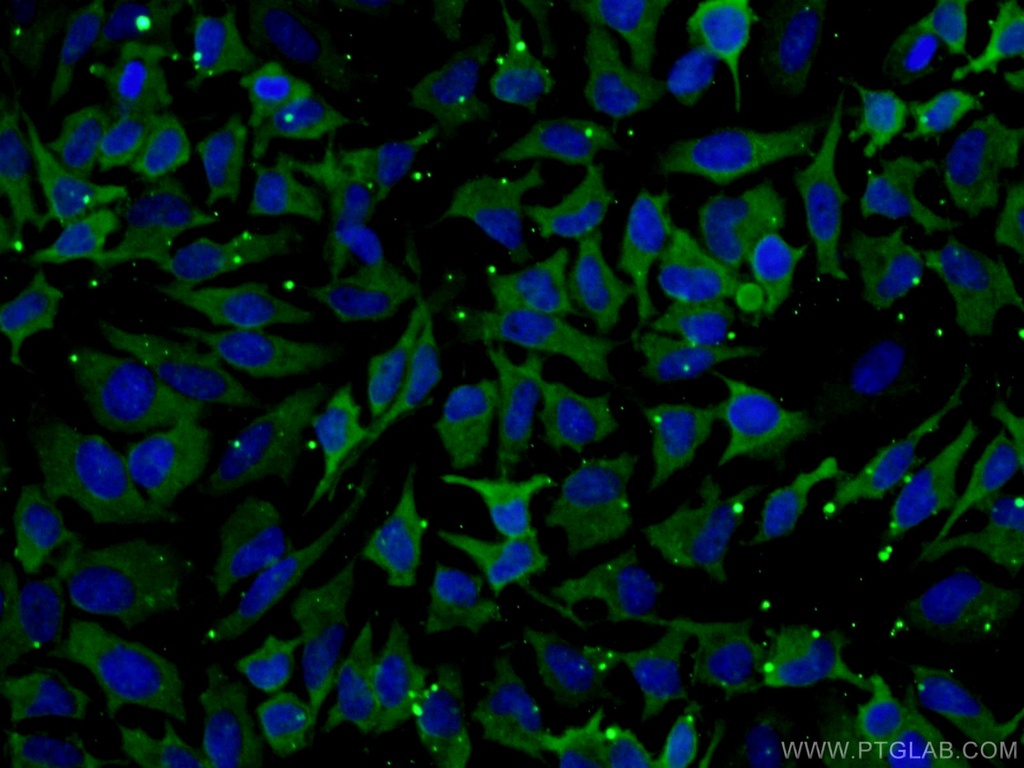 HSPA1L Monoclonal antibody