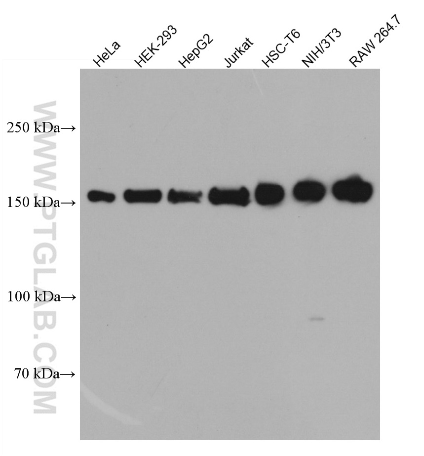 ROCK1 Monoclonal antibody