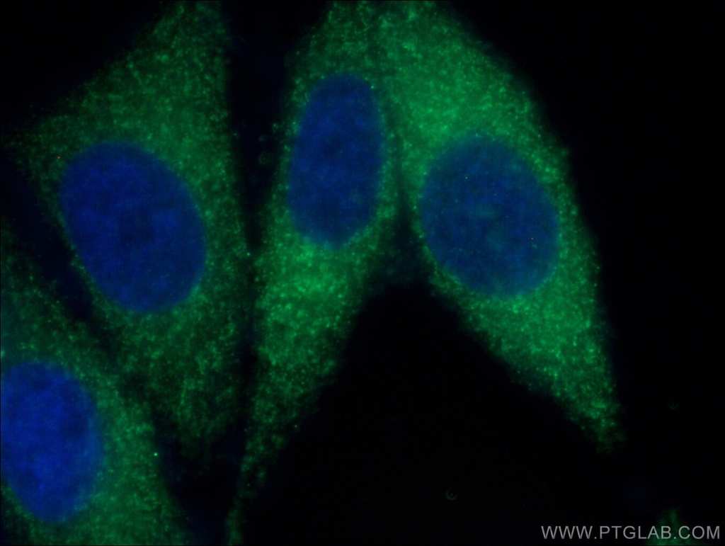 LACTB Monoclonal antibody
