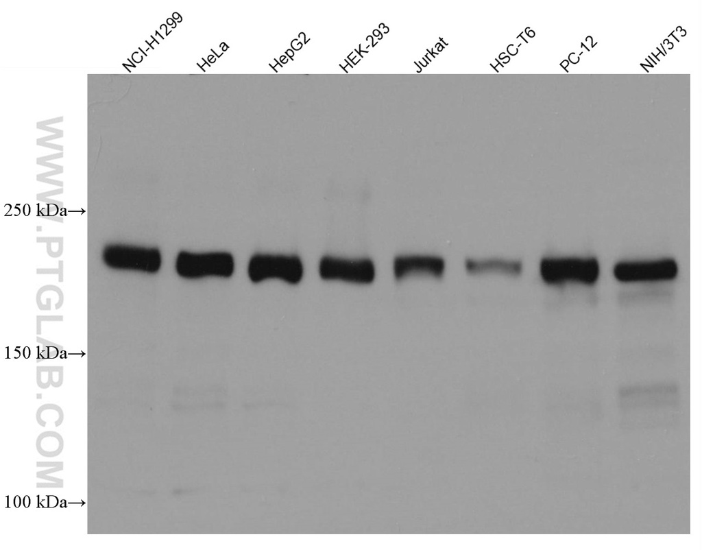 RICTOR Monoclonal antibody