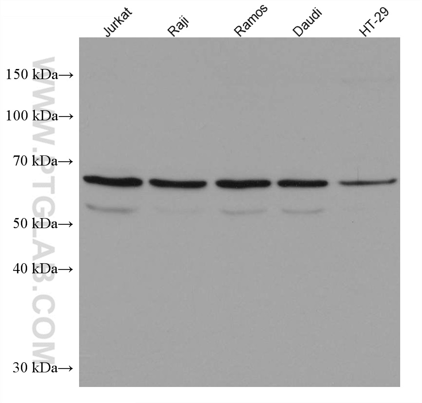 NR4A2 Monoclonal antibody