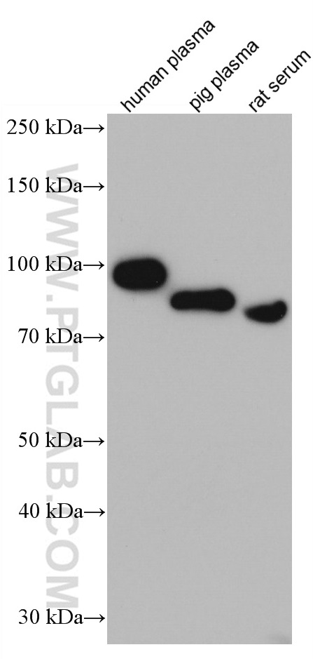 SERPING1/C1 Inactivator Monoclonal antibody