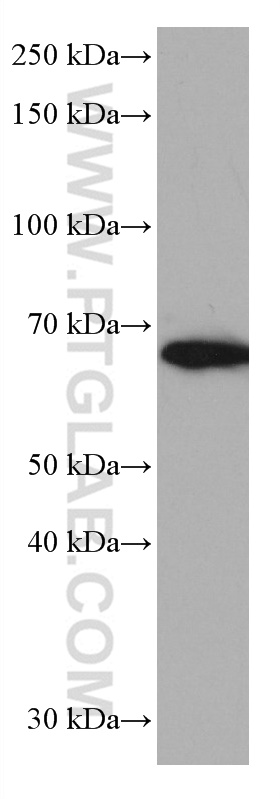 TRIM45 Monoclonal antibody