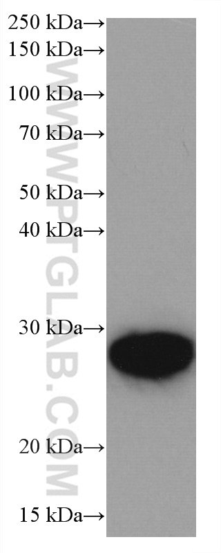 UBE2S Monoclonal antibody