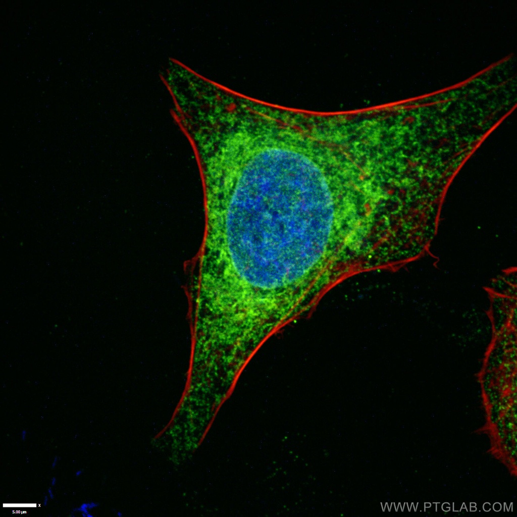 Calnexin Monoclonal antibody