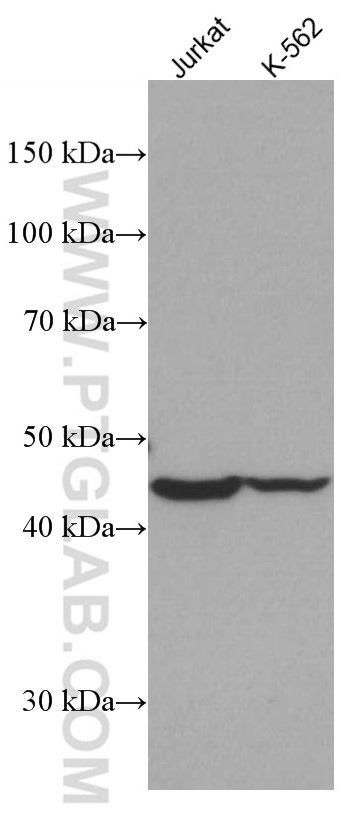 IDH2 Monoclonal antibody
