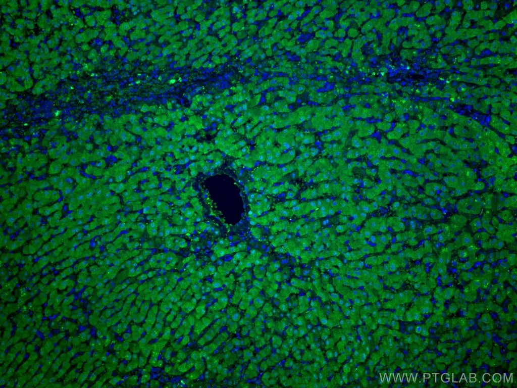 ADK Monoclonal antibody