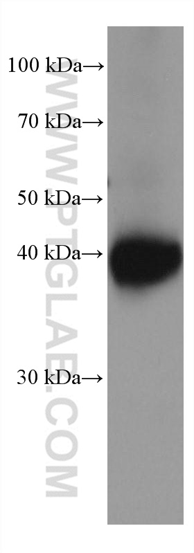 Kir4.1 Monoclonal antibody