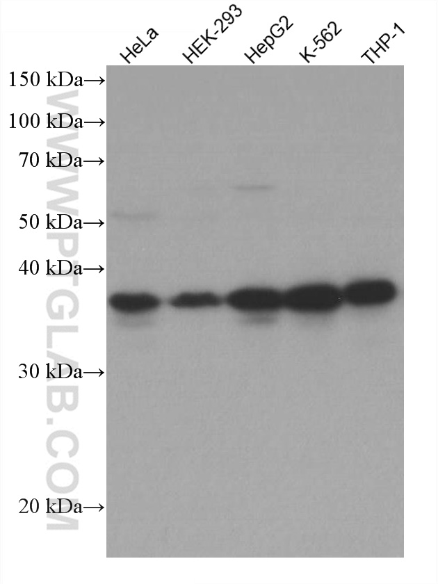 ARH Monoclonal antibody