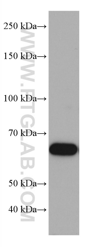 TRAF5 Monoclonal antibody
