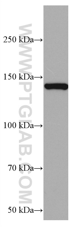 RASGRF1 Monoclonal antibody