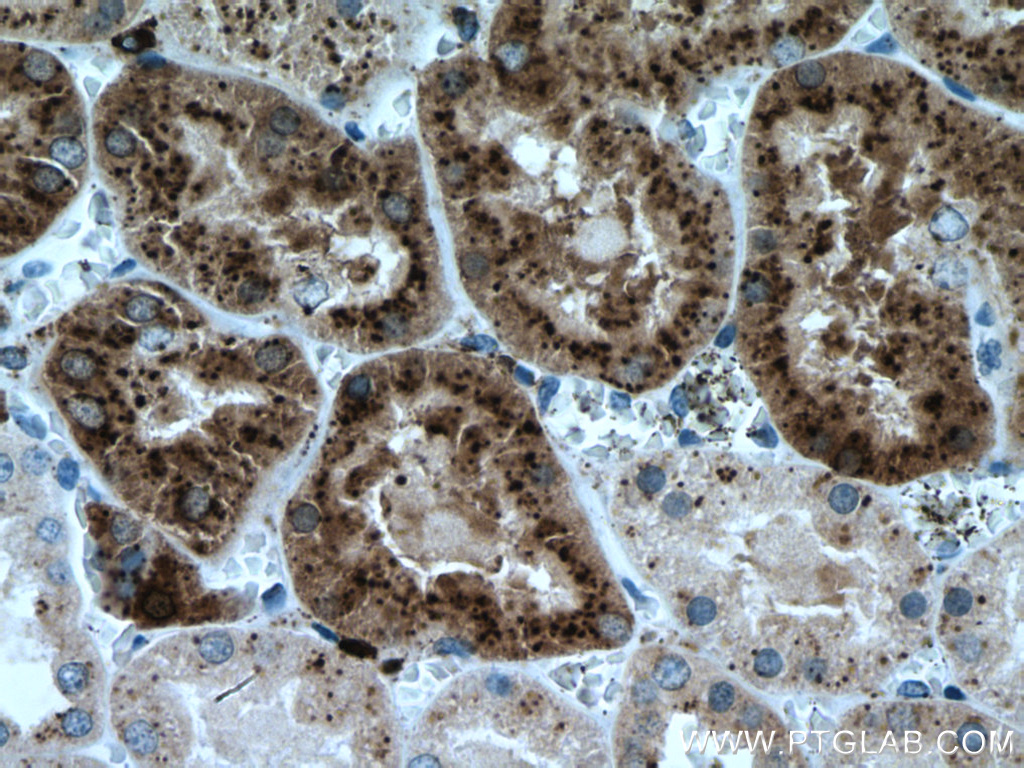 LGMN Monoclonal antibody