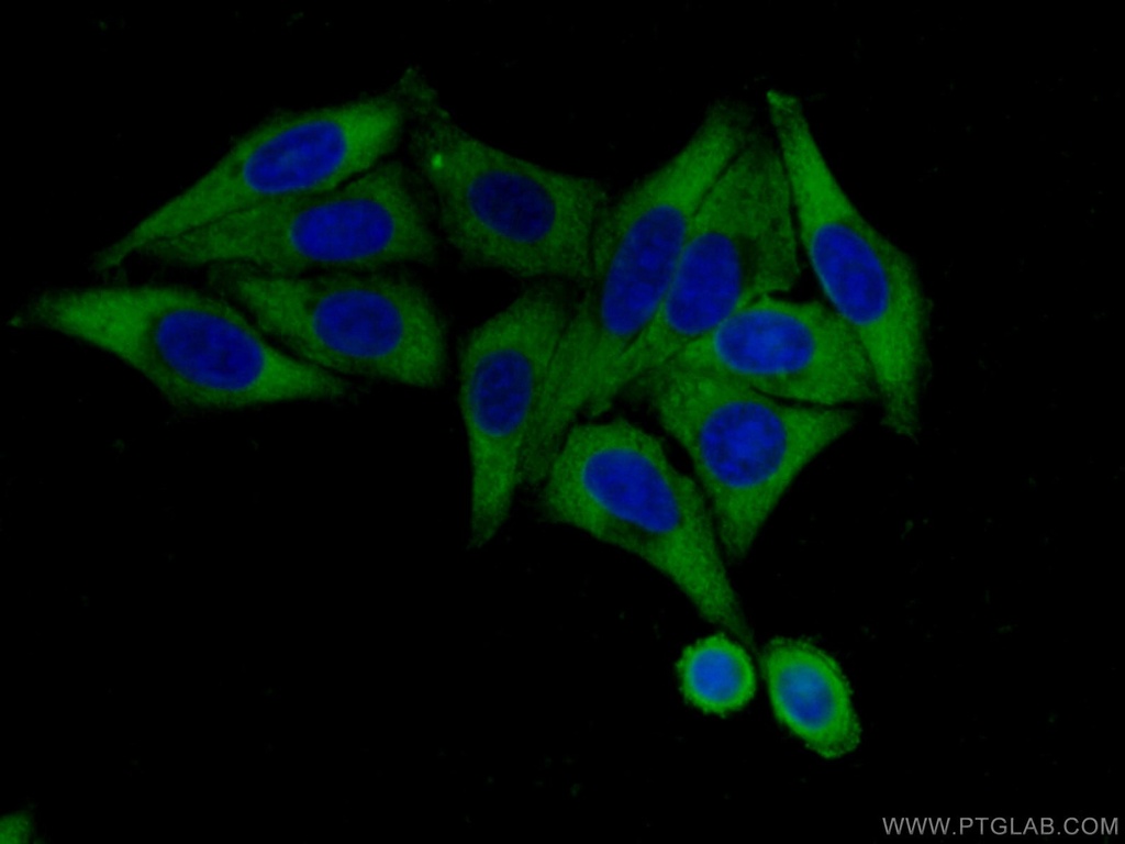 RPL4 Monoclonal antibody