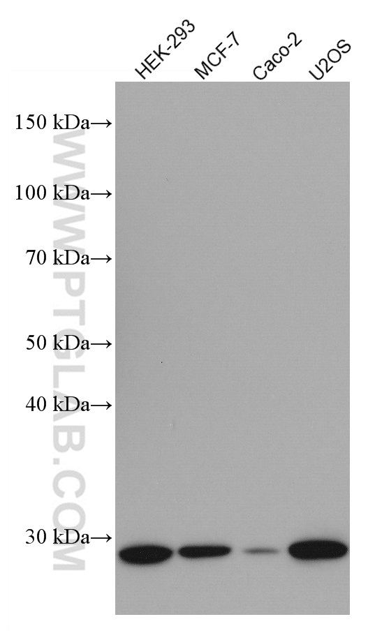 Cyclin D2 Monoclonal antibody
