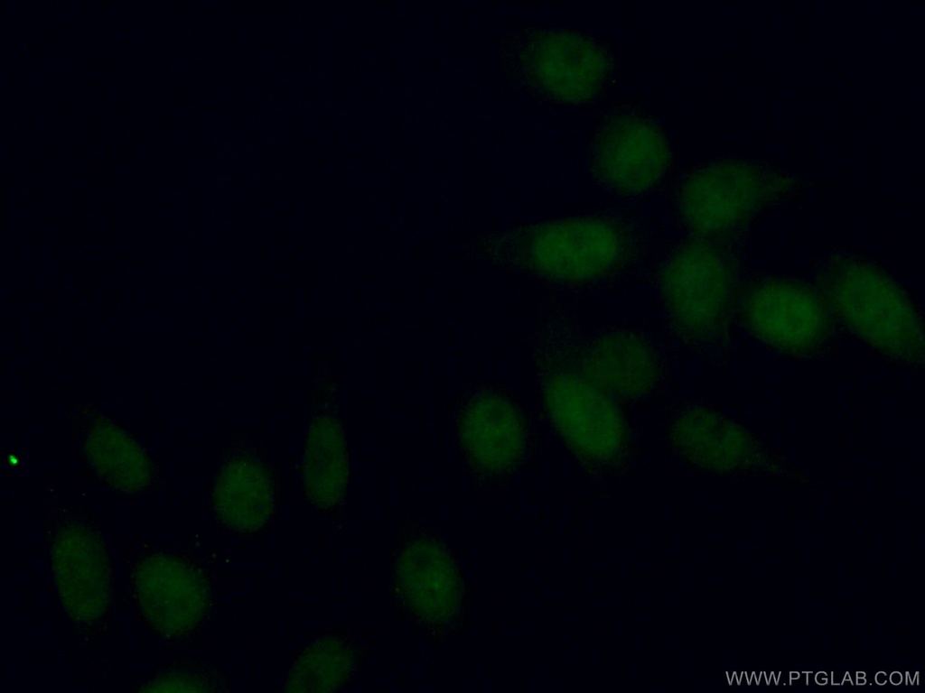 INTS3 Monoclonal antibody