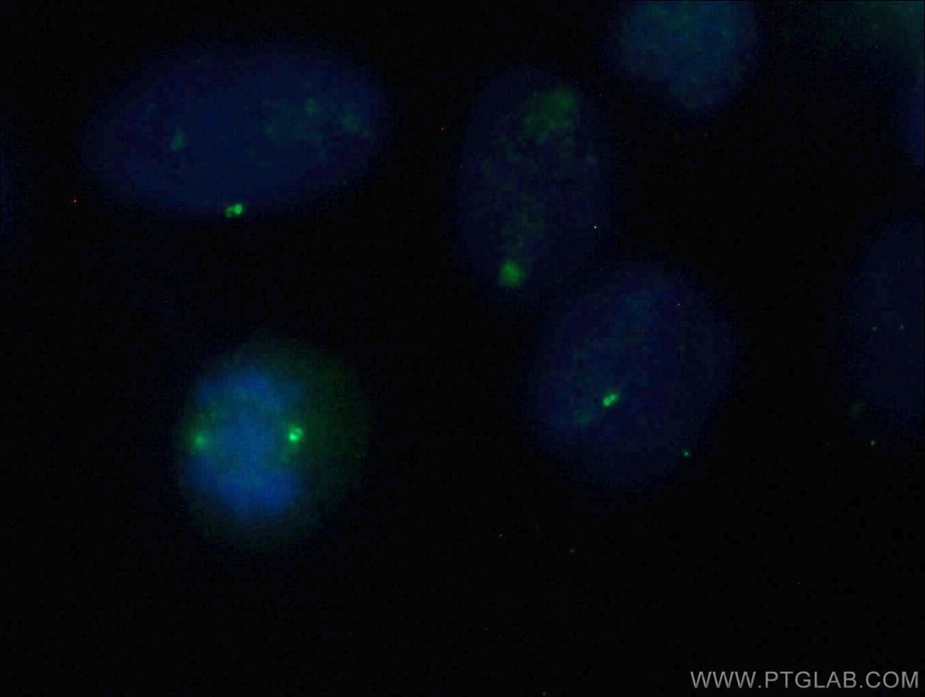 CNTROB Monoclonal antibody