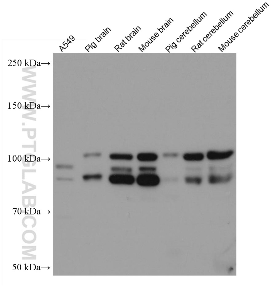 PDE4D Monoclonal antibody